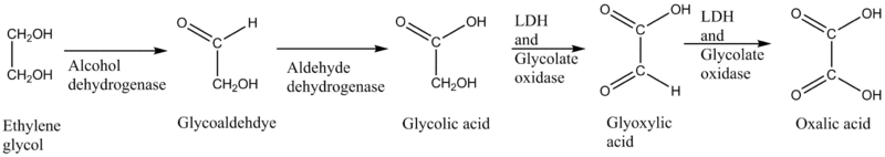 Ethylene glycol toxication.png