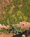 Brassica oleracea wild.jpg