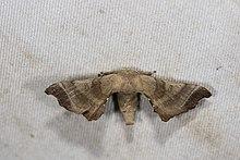 Bombyx mandarina formosana (35848743764).jpg