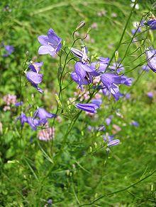 Campanula rotondifolia.jpg