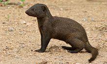 Dwarf Mongoose (Helogale parvula) (6002158282).jpg