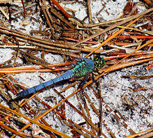 Eastern Pondhawk, male, Florida.jpg
