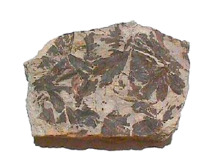 Gingko fossile-jurassique 0.png