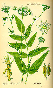 Illustration Sium sisarum0.jpg