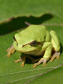 Laubfrosch cropped.jpg