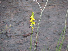 Narthecium americanum flowering.JPG