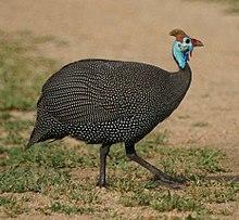 Numida meleagris -Kruger National Park, South Africa-8a.jpg