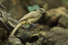 Streak-eared Bulbul - Thailand S4E7106 (16844588747).jpg