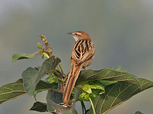 Striated Grassbird (Megalurus palustris) at Kolkata I IMG 2681.jpg