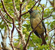 Swallow Tanager (Tersina viridis)..jpg