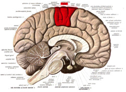 Sobo 1909 624 - Paracentral lobule.png