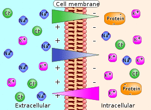 Membrane potential ions en.svg