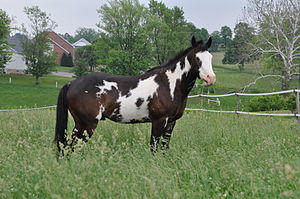 Overo paint horse by Bonnie Gruenberg.jpg