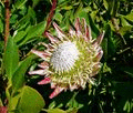Protea cynaroides 1.jpg