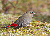 Stagonopleura bella female - Melaleuca.jpg