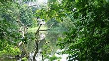Across Waterloo Pond near Albury Mill - geograph.org.uk - 963811.jpg
