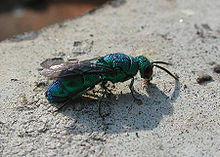 Cuckoo Wasp 0640.jpg