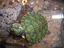 Cumberland-Schmuckschildkröte009.jpg