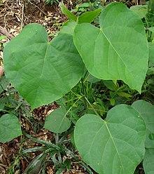 Endospermum diadenum.jpg