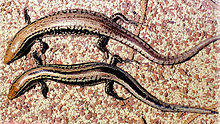Gongylomorphus bojeri IlePlate 1987.jpg