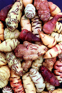 Mashua tuber diversity Peru (Tropaeolum tuberosum).JPG