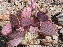 Opuntia gosseliniana.JPG