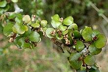 Pittosporum obcordatum var kaitaiaensis kz1.jpg