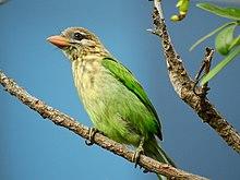 White-cheeked barbet Christ University - Birdwalk (2).jpg