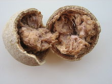Wood-apple dec2007.jpg