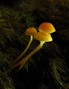 2011-06-23 Rickenella fibula 2 70012.jpg