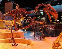 Phorusrhacid skeleton.jpg
