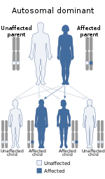 Autosomal dominant - en.svg