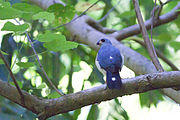 Spot-tailed goshawk - Accipiter trinotatus, Tangkoko lodge, northern Sulawesi, 2011-04-19 (4 of 10) (5834083244).jpg