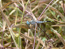 Acisoma panorpoides male by kadavoor.JPG