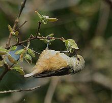 African Penduline-Tit (Anthoscopus caroli).jpg