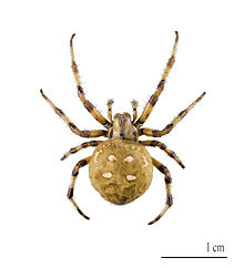 Araneus quadratus MHNT.jpg