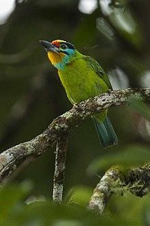 Black-browed Barbet - Malaysia MG 6603 (16222423359).jpg