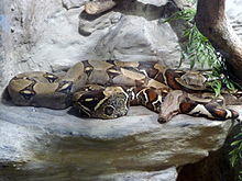 Boa constrictor, Vaňkovka, Brno (2).jpg