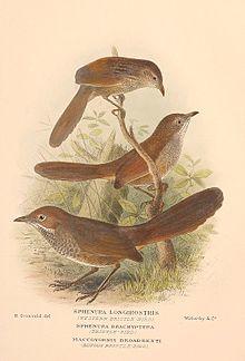 Bristlebirds.jpg