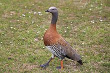 Chloephaga poliocephala -Patagonia-8.jpg