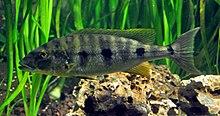 DKoehl Boulengerochromis microlepis.jpg