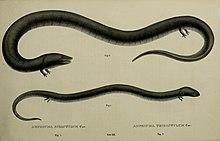Descriptiones et icones amphibiorum (19277946523).jpg