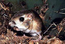 Dipodomys nitratoides.jpg