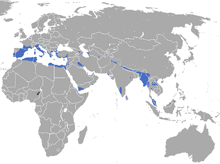 Etruscan Shrew area.png