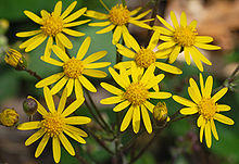 Golden Ragwort Senecio aureus Flowers 2616px.jpg