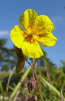 Helianthemum nummularium subsp obscurum 300907.jpg