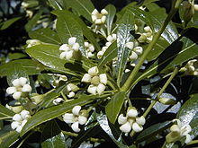 Pittosporum heterophyllum.jpg