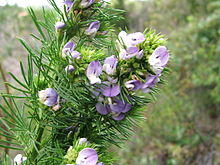 Psoralea pinnata Cape Town 5.JPG