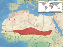 Scincopus fasciatus distribution.png