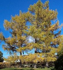 Siberian-larch.jpg